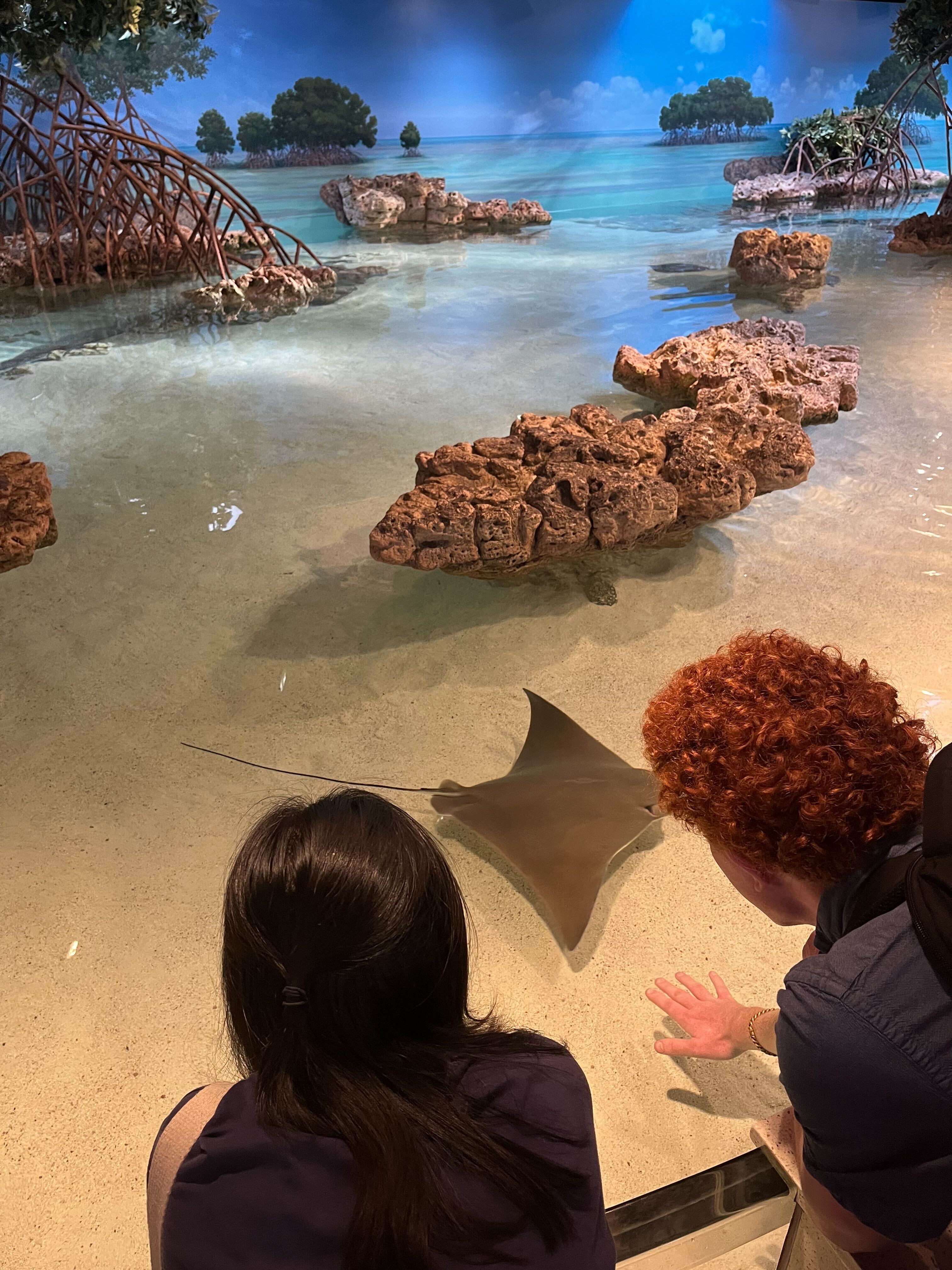 Katherine and Andy reach their hands into the touch tank at the Boston Aquarium to try to make contact with a stingray.